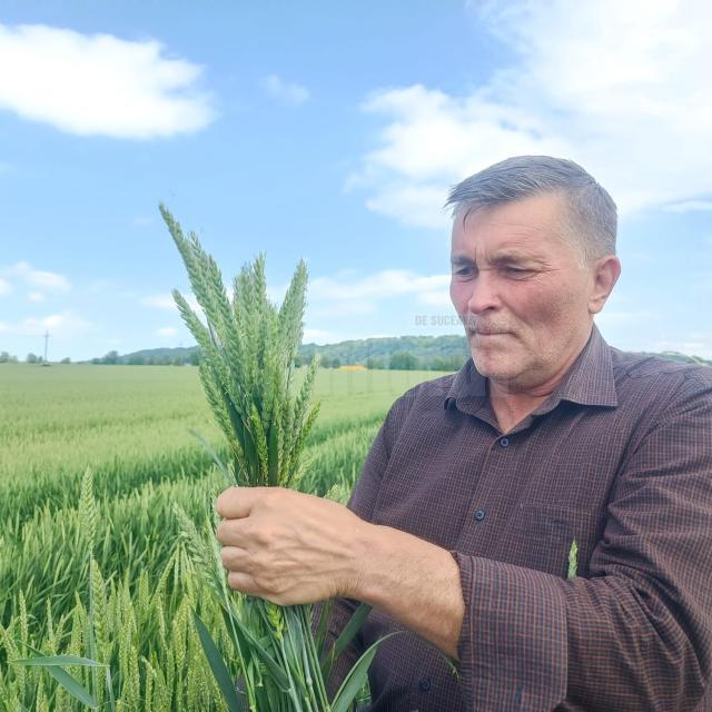Mihai Flutur estimează o cultură bună la grâu