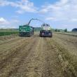 Secara treierată este tocată pentru a fi însilozată