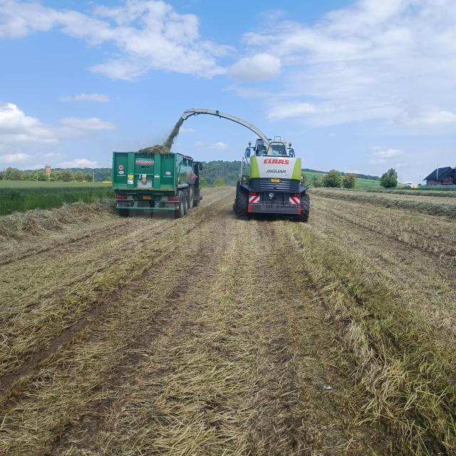 Secara treierată este tocată pentru a fi însilozată