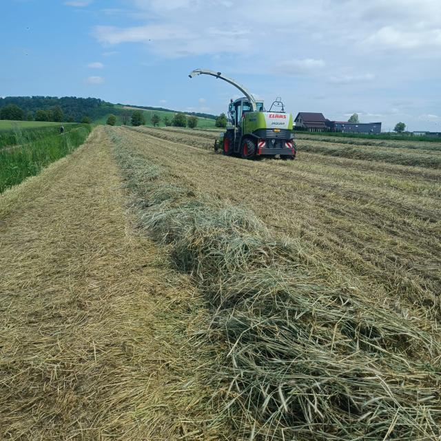 Brazdă de secară treierată