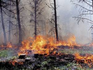 Presa veche 30 mai cu foto INCENDIU PĂDURE (1)