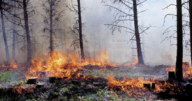 Presa veche 30 mai cu foto INCENDIU PĂDURE (1)