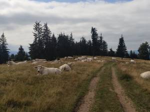 Vaci crescute în zona Vatra Dornei, fotografiate pe traseul spre Vârful Oușoru, în munții Suhard