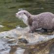 O asociație de pescari din Suceava cere reducerea numărului de vidre, care ar decima ...