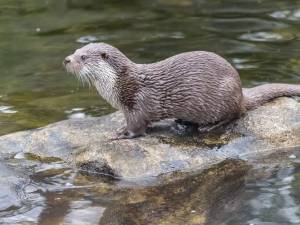 ”Vidra nu este văzută deloc cu ochi buni de pescari, mai ale de cei de pe râurile din zona montană”