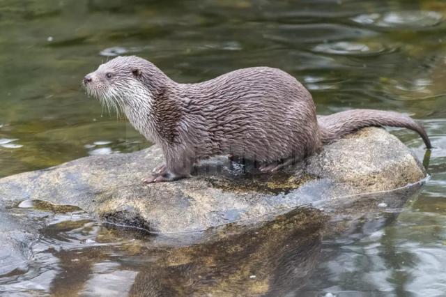 ”Vidra nu este văzută deloc cu ochi buni de pescari, mai ale de cei de pe râurile din zona montană”