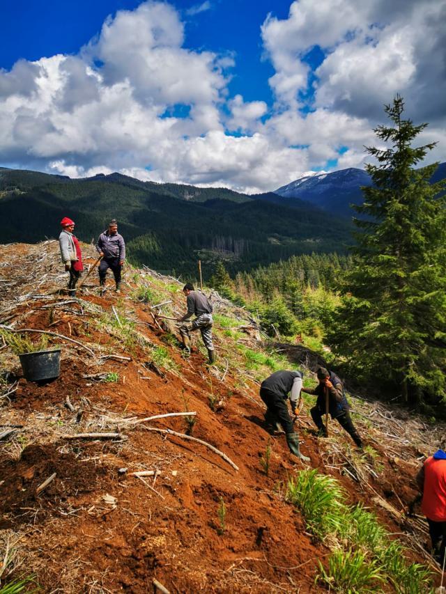 5 milioane de puieți de arbori, produși în pepinierele Direcției Silvice Suceava, plantați în campania de împădurire de primăvară