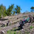 5 milioane de puieți de arbori, produși în pepinierele Direcției Silvice Suceava, plantați în campania de împădurire de primăvară