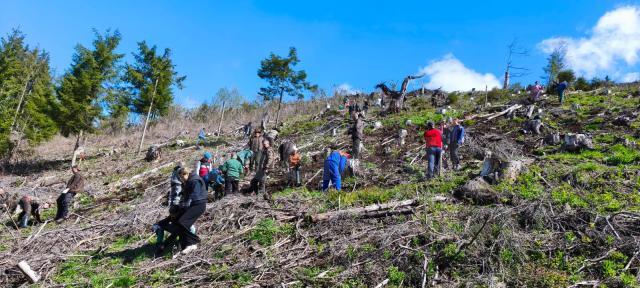 5 milioane de puieți de arbori, produși în pepinierele Direcției Silvice Suceava, plantați în campania de împădurire de primăvară