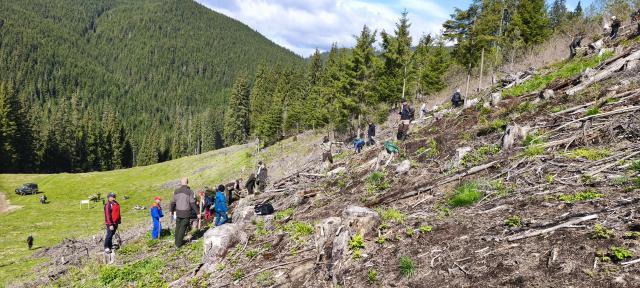 5 milioane de puieți de arbori, produși în pepinierele Direcției Silvice Suceava, plantați în campania de împădurire de primăvară