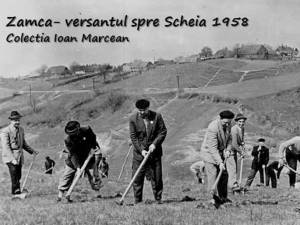Acțiunea de împădurire a dealului Zamca - versantul spre Șcheia, organizată în anul 1958 de către salariați, când s-a întemeiat actuala pădure Zamca