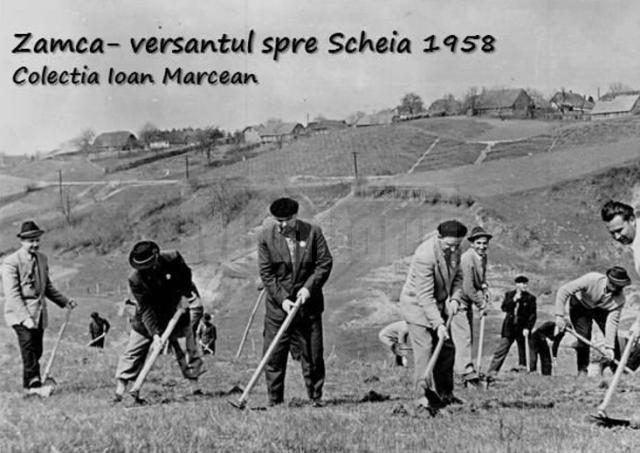 Acțiunea de împădurire a dealului Zamca - versantul spre Șcheia, organizată în anul 1958 de către salariați, când s-a întemeiat actuala pădure Zamca