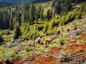 5 milioane de puieți de arbori, produși în pepinierele Direcției Silvice Suceava, plantați în campania de împădurire de primăvară