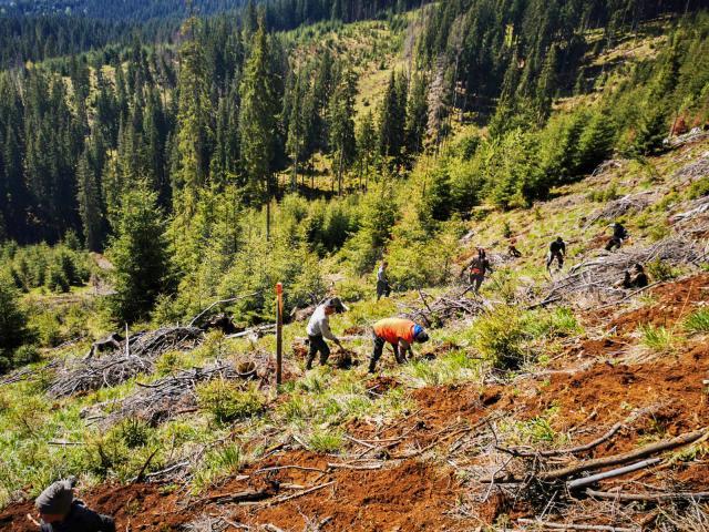 5 milioane de puieți de arbori, produși în pepinierele Direcției Silvice Suceava, plantați în campania de împădurire de primăvară