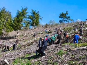 5 milioane de puieți de arbori, produși în pepinierele Direcției Silvice Suceava, plantați în campania de împădurire de primăvară