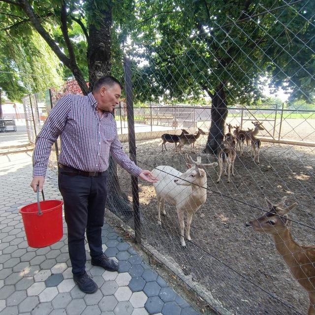 Mihai Flutur în timp ce hrănește cerbii lopătari