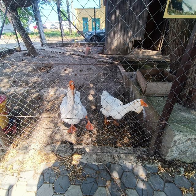 Gălăgioasele gâște de Holmogor