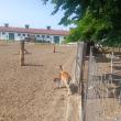 Un pui de cerb lopătar alături de mama sa