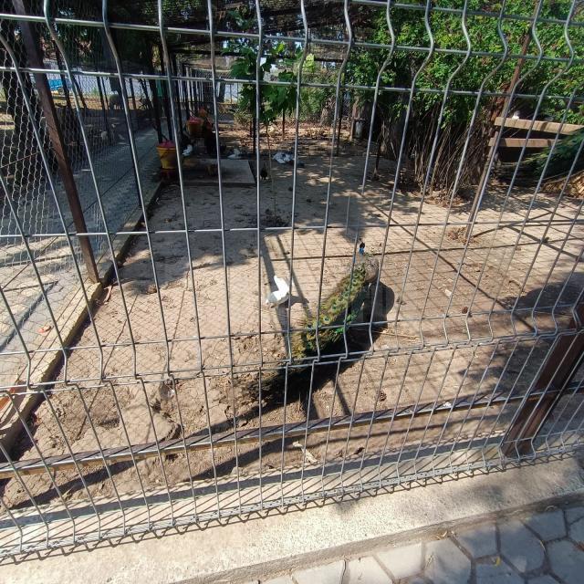 Unul din păunii de la Ițcani