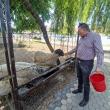 Mihai Flutur are la colțul zoo de la Ițcani un berbec de 120 de kilograme