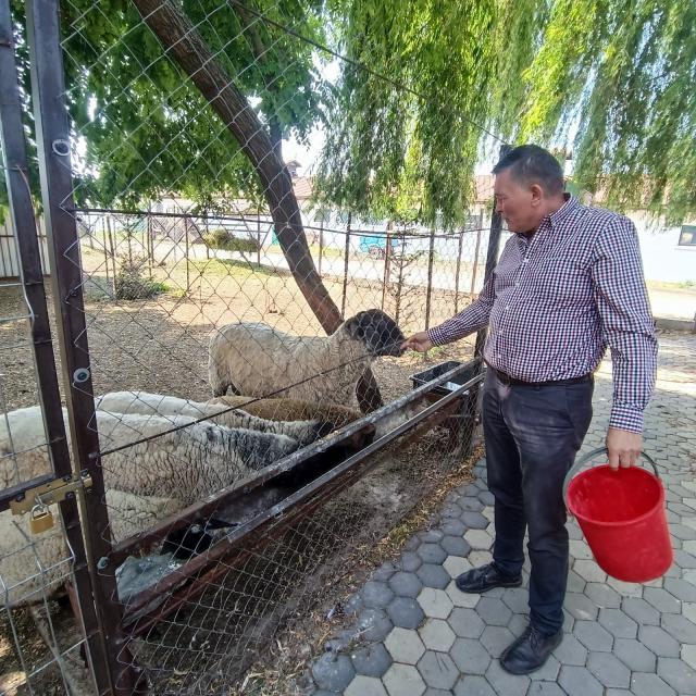 Mihai Flutur are la colțul zoo de la Ițcani un berbec de 120 de kilograme