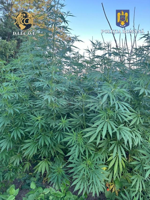 Plantație de canabis