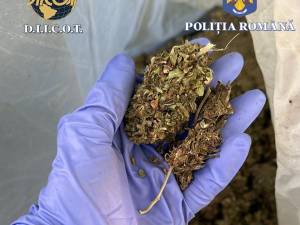 A ajuns la pușcărie după ce la percheziții i s-au găsit 42 de kilograme de plante de canabis