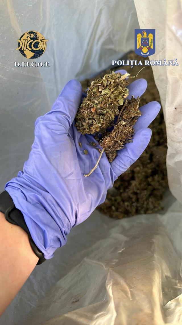 A ajuns la pușcărie după ce la percheziții i s-au găsit 42 de kilograme de plante de canabis