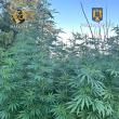 A ajuns la pușcărie după ce la percheziții i s-au găsit 42 de kilograme de plante de canabis