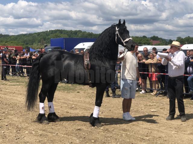 Peste 150 de cai au participat la concursul de frumusețe organizat în cadrul Târgului de la Marginea