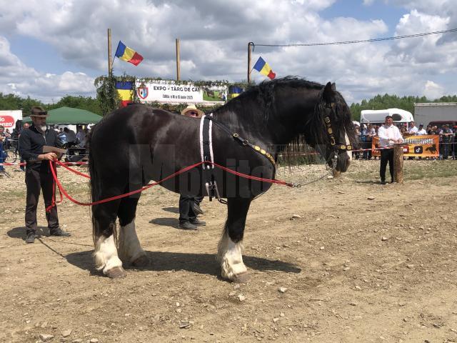 Peste 150 de cai au participat la concursul de frumusețe organizat în cadrul Târgului de la Marginea