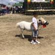 Peste 150 de cai au participat la concursul de frumusețe organizat în cadrul Târgului de la Marginea