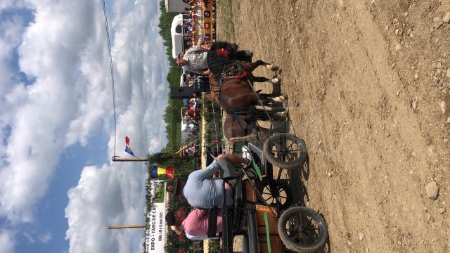 Peste 150 de cai au participat la concursul de frumusețe organizat în cadrul Târgului de la Marginea