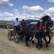 Peste 150 de cai au participat la concursul de frumusețe organizat în cadrul Târgului de la Marginea