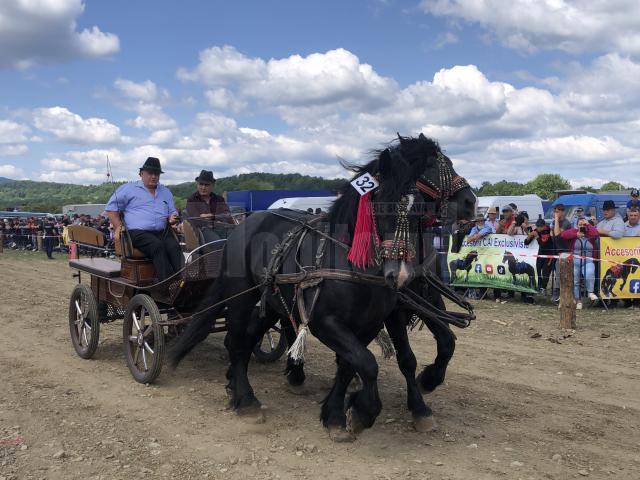 Peste 150 de cai au participat la concursul de frumusețe organizat în cadrul Târgului de la Marginea