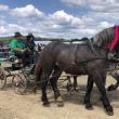 Peste 150 de cai au participat la concursul de frumusețe organizat în cadrul Târgului de la Marginea