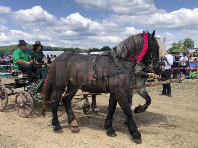 Peste 150 de cai au participat la concursul de frumusețe organizat în cadrul Târgului de la Marginea
