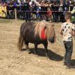 Peste 150 de cai au participat la concursul de frumusețe organizat în cadrul Târgului de la Marginea