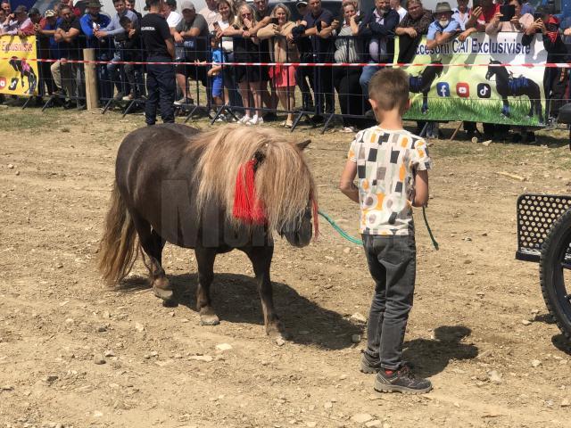 Peste 150 de cai au participat la concursul de frumusețe organizat în cadrul Târgului de la Marginea
