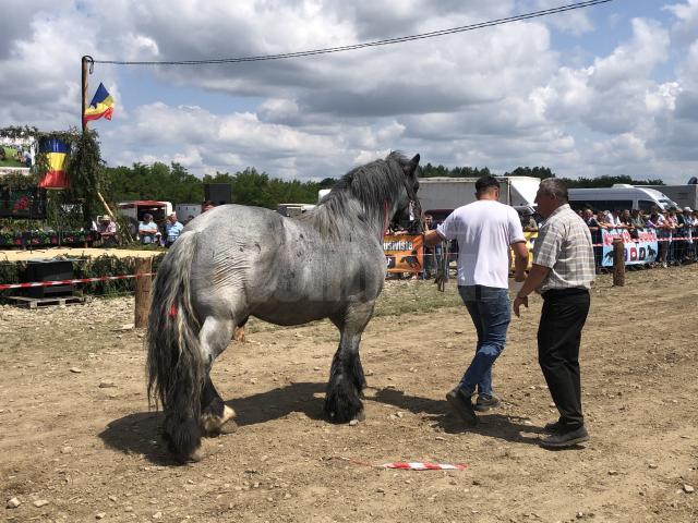 Peste 150 de cai au participat la concursul de frumusețe organizat în cadrul Târgului de la Marginea