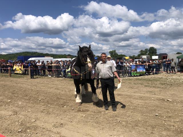Peste 150 de cai au participat la concursul de frumusețe organizat în cadrul Târgului de la Marginea