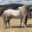 Peste 150 de cai au participat la concursul de frumusețe organizat în cadrul Târgului de la Marginea
