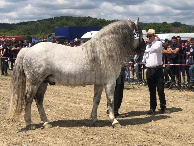 Peste 150 de cai au participat la concursul de frumusețe organizat în cadrul Târgului de la Marginea