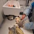 Trei hipermarketuri din Suceava au avut câteva ore activitatea sistată de către inspectorii veterinari