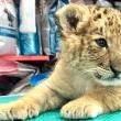 Ligrul lui Șoimaru, la o lună și jumătate, are deja 4,5 kg, i-au ieșit dințișorii și nu se mai hrănește doar cu lapte