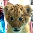 Ligrul lui Șoimaru, la o lună și jumătate, are deja 4,5 kg, i-au ieșit dințișorii și nu se mai hrănește doar cu lapte