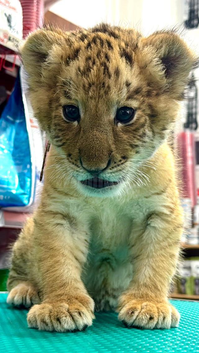 Ligrul lui Șoimaru, la o lună și jumătate, are deja 4,5 kg, i-au ieșit dințișorii și nu se mai hrănește doar cu lapte