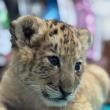 Ligrul lui Șoimaru, la o lună și jumătate, are deja 4,5 kg, i-au ieșit dințișorii și nu se mai hrănește doar cu lapte