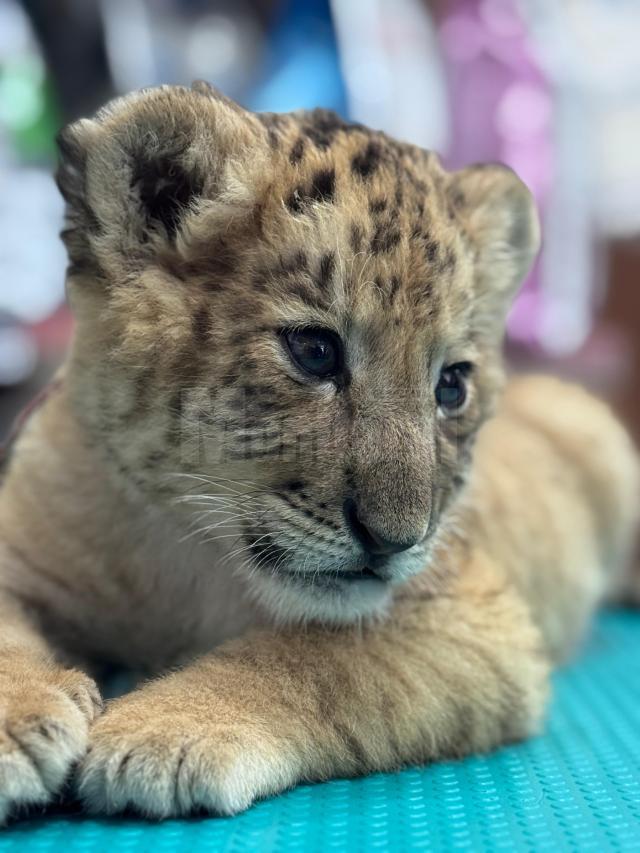 Ligrul lui Șoimaru, la o lună și jumătate, are deja 4,5 kg, i-au ieșit dințișorii și nu se mai hrănește doar cu lapte