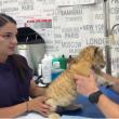 Ligrul lui Șoimaru, la controlul medical de care a trecut cu brio